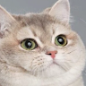 SilverTheGamer